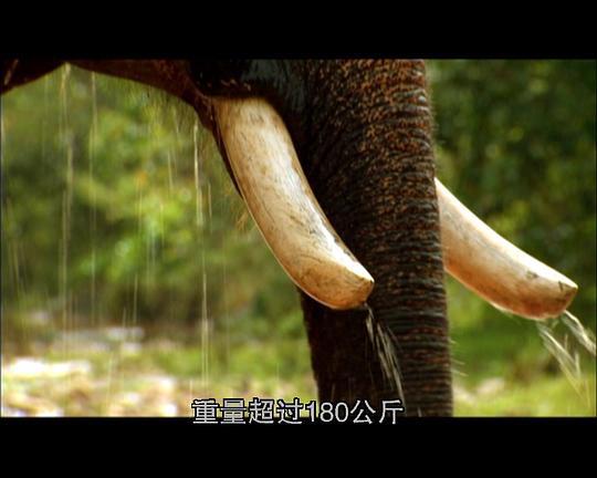 [国家地理]小宇宙:致命一击剧照